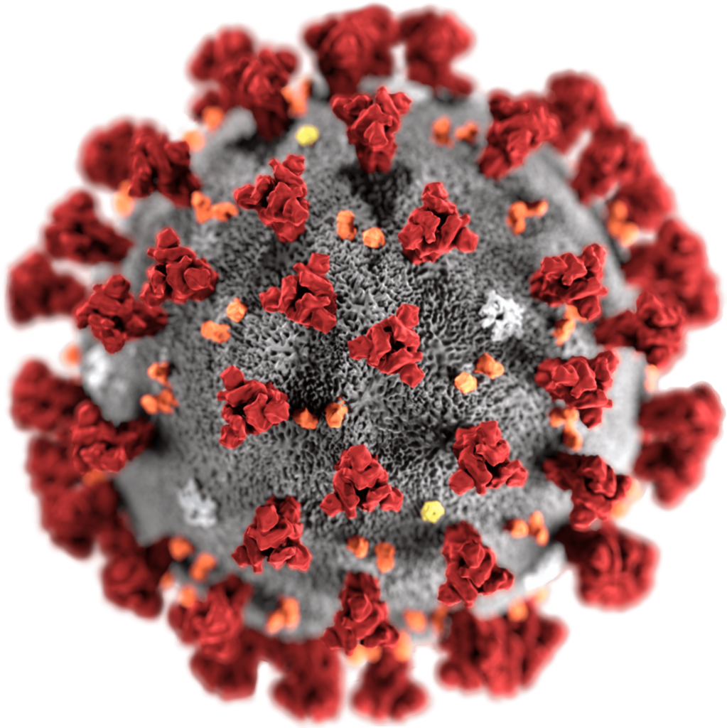 The coronavirus COVID 19